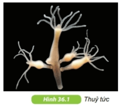 Động vật | Kết nối tri thức