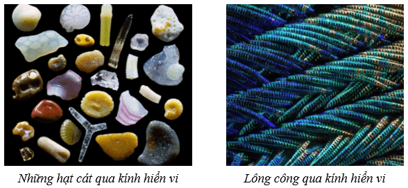 Sử dụng kính hiển vi quang học