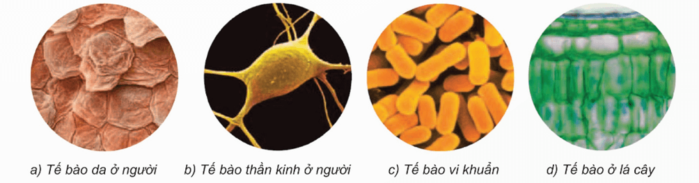 Trắc nghiệm KHTN 6 Kết nối tri thức Bài 18 (có đáp án): Tế bào – Đơn vị cơ bản của sự sống
