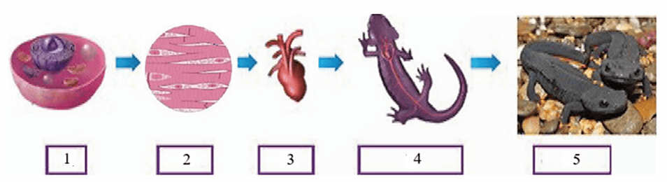 Trắc nghiệm KHTN 6 Kết nối tri thức Bài 23 (có đáp án): Tổ chức cơ thể đa bào