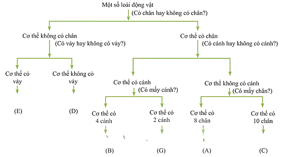 Trắc nghiệm KHTN 6 Kết nối tri thức Bài 26 (có đáp án): Khóa lưỡng phân