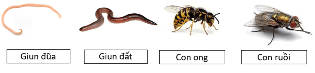 Trắc nghiệm KHTN 6 Kết nối tri thức Bài 36 (có đáp án): Động vật