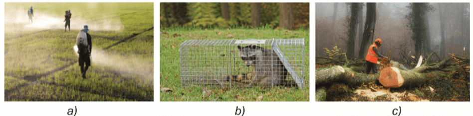 Trắc nghiệm KHTN 6 Kết nối tri thức Bài 38 (có đáp án): Đa dạng sinh học