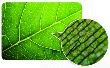 Trắc nghiệm KHTN 6 Kết nối tri thức Bài 4 (có đáp án): Sử dụng kính hiển vi quang học