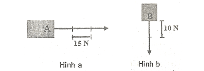 Trắc nghiệm KHTN 6 Kết nối tri thức Bài 41 (có đáp án): Biểu diễn lực