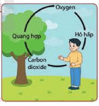 Mô tả chu trình oxygen trong tự nhiên?