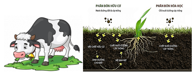 Vật sống có những đặc điểm nào? | Khoa học tự nhiên lớp 6 (ảnh 1)