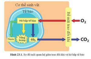 Quan sát hình 23.1, mô tả sự trao đổi khí ở sinh vật