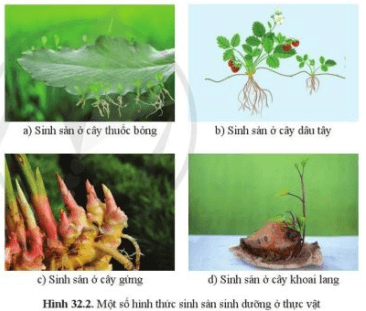 Quan sát hình 32.1, cho biết kết quả và ý nghĩa của sự sinh sản ở sinh vật