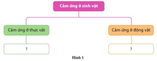 Vẽ sơ đồ tư duy tổng hợp kiến thức về cảm ứng ở sinh vật