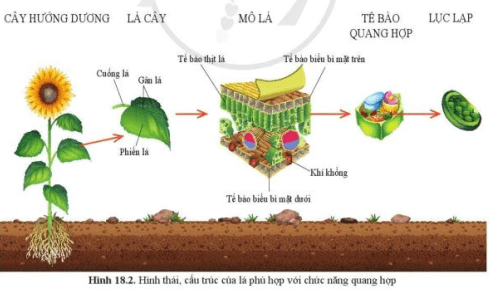 Quan sát hình 18.2, cho biết các bộ phận của lá cây và chức năng của các bộ phận