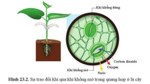 Quan sát hình 23.2, cho biết chất nào đi vào và chất nào đi ra