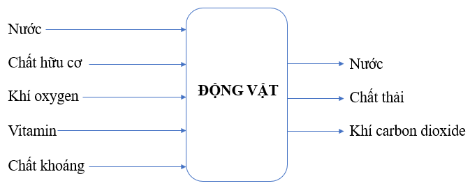 Vẽ sơ đồ khái quát về sự trao đổi chất ở thực vật và động vật