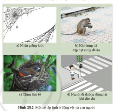 Quan sát hình 28.2: Nêu ý nghĩa của mỗi tập tính đối với động vật, con người