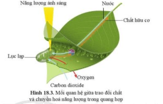 Quan sát hình 18.3, mô tả mối quan hệ giữa quá trình trao đổi chất và chuyển hoá năng lượng