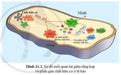 Quan sát hình 21.3, cho biết vì sao quá trình phân giải và tổng hợp chất hữu cơ trái ngược nhau