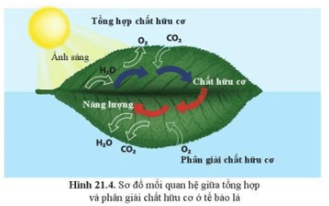 Quan sát hình 21.4, mô tả mối quan hệ giữa tổng hợp và phân giải chất hữu cơ