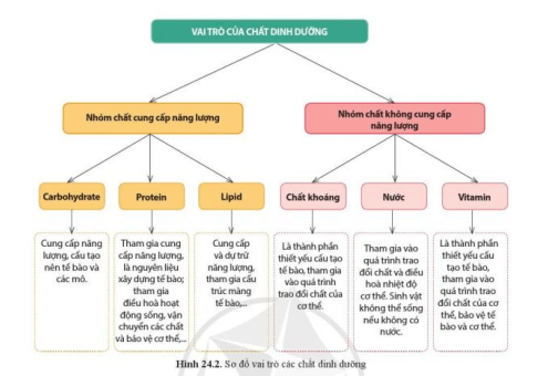 Quan sát hình 24.3, nêu vai trò của các chất dinh dưỡng đối với cơ thể sinh vật