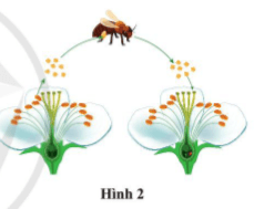 Quan sát hình 2 cho biết: Hoa đơn tính hay hoa lưỡng tính