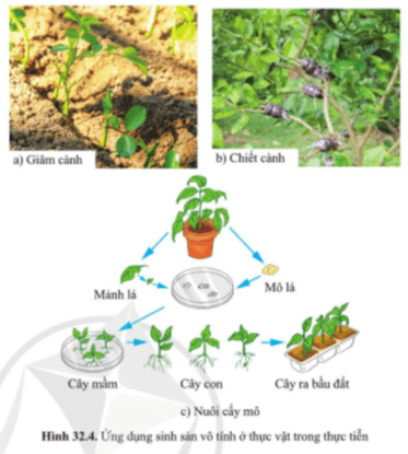 Quan sát hình 32.4, giải thích vì sao giâm cành, chiết cành, nuôi cấy mô là những biện pháp nhân nhanh giống