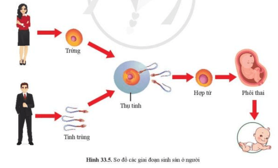 Quan sát hình 33.5, nêu các giai đoạn của quá trình sinh sinh sản ở người