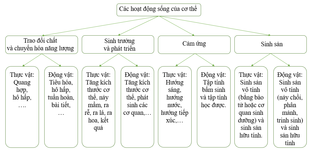 Vẽ sơ đồ khái quát các hoạt động sống của cơ thể ở thực vật và động vật