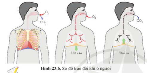 Quan sát hình 23.6, mô tả con đường đi của khí qua các cơ quan của hệ hô hấp