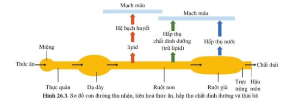 Quan sát hình 26.3, phân biệt các giai đoạn: thu nhận, tiêu hoá thức ăn