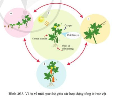 Quan sát hình 35.3, cho biết các hình a, b, c, d thể hiện hoạt động sống nào