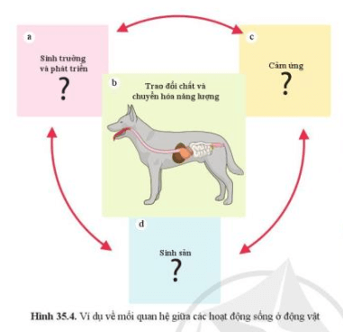 Quan sát hình 35.4, lấy ví dụ cho mỗi hoạt động sống ở chó