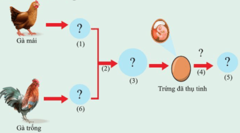 Cho các từ, cụm từ: trứng, gà con, ấp trứng, thụ tinh, tinh trùng, hợp tử