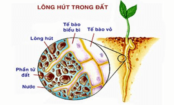 Lý thuyết KHTN 7 Cánh diều Bài 25: Trao đổi nước và các chất dinh dưỡng ở thực vật