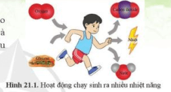 Quan sát hình 21.1 và cho biết vì sao khi chạy cần nhiều khí oxygen và glucose