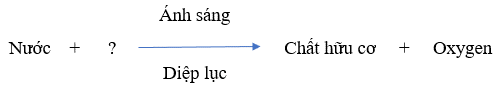 Trắc nghiệm KHTN 7 Cánh diều Bài 18 (có đáp án): Quang hợp ở thực vật