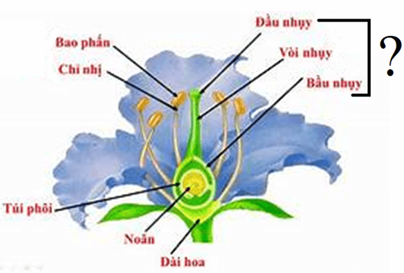 Trắc nghiệm tổng hợp KHTN 7 Chủ đề 9, 10, 11, 12 Cánh diều (có đáp án)