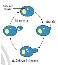 Quan sát hình bên: Nêu hình thức sinh sản ở nấm men