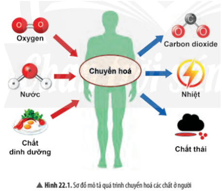 Quan sát Hình 22.1, em hãy cho biết: Cơ thể người lấy những chất gì từ môi trường