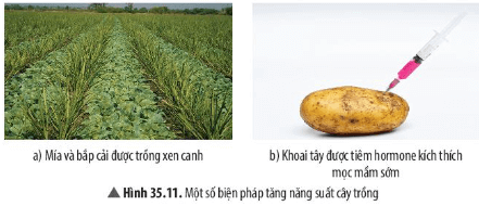 Quan sát Hình 35.11, trả lời các yêu cầu sau: Hãy cho biết ý kiến của em