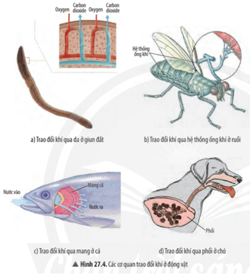 Quan sát Hình 27.4, hãy cho biết các đại diện: giun đất, ruồi, cá, chó