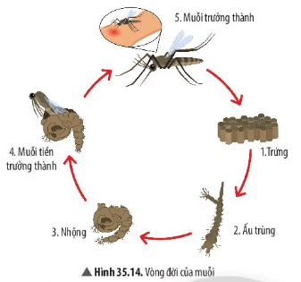 Quan sát Hình 35.14, hãy chỉ ra giai đoạn muỗi gây hại cho con nguời