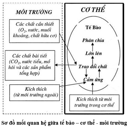 Vẽ sơ đồ về mối quan hệ giữa tế bào/ cơ thể - môi trường đối với cơ thể đơn bào