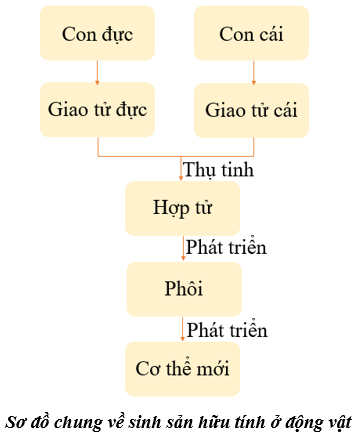 Quan sát Hình 37.17 và 37.18, vẽ sơ đồ chung về sinh sản hữu tính ở động vật