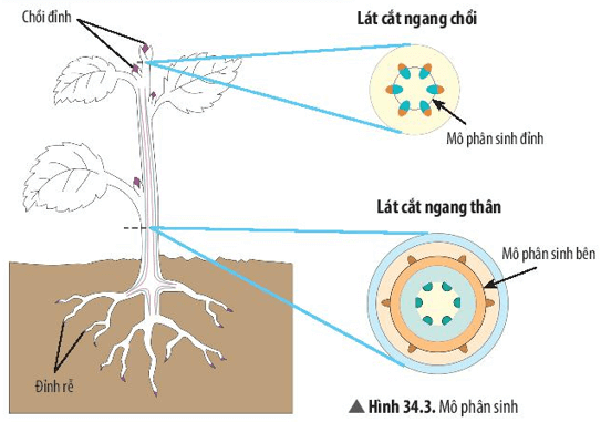 Quan sát Hình 34.3 và cho biết mô phân sinh đỉnh và mô phân sinh