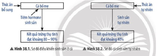 Quan sát Hình 38.1, hãy cho biết con người đã điều hòa, điều khiển sinh sản ở sinh vật như thế nào