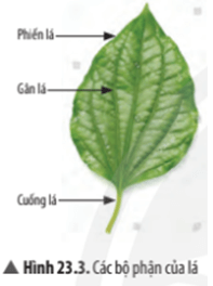 Quan sát Hình 23.3, hãy cho biết: Ở hầu hết các loài cây,