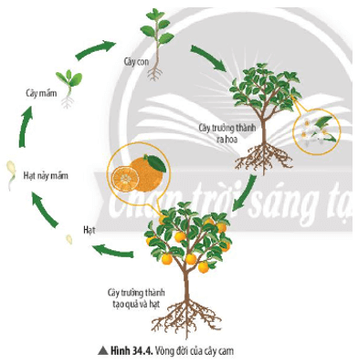 Quan sát Hình 34.4, hãy kể tên các giai đoạn trong vòng đời của cây cam