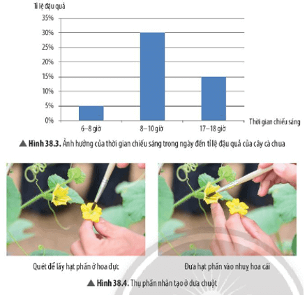 Quan sát các hình từ Hình 38.3 đến Hình 38.6, hãy nêu những ứng dụng của sinh sản hữu tính