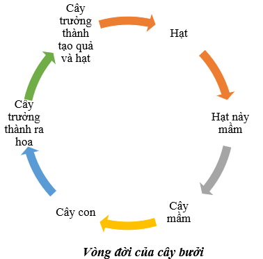 Hãy vẽ vòng đời của một cây có hoa mà em biết