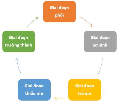 Em hãy vẽ sơ đồ quá trình sinh trưởng và phát triển của người qua các giai đoạn