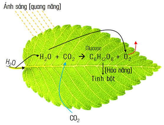 Lý thuyết KHTN 7 Chân trời sáng Bài 23: Quang hợp ở thực vật | Khoa học tự nhiên 7